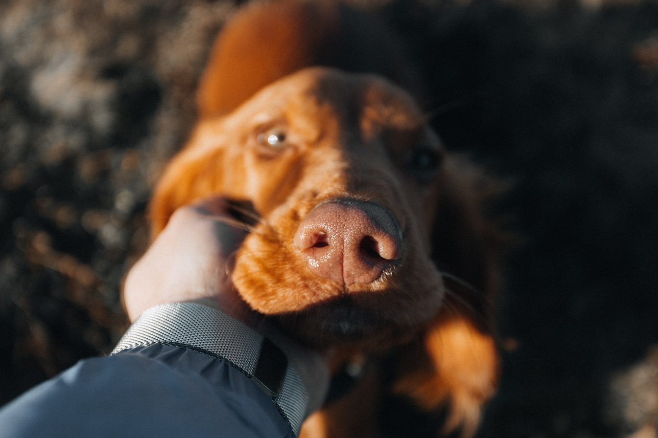 Dog