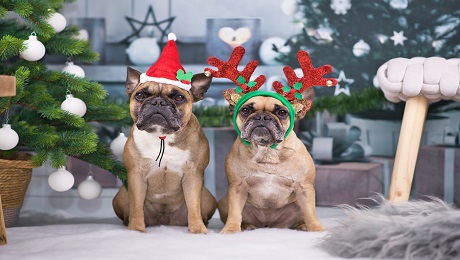 Twin Dog